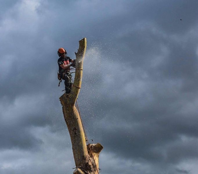 Climber on a tall stem with a chainsaw, sawdust spraying against a dark sky