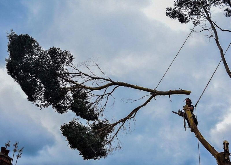 A heavy limb being lowered on a rope from a tree
