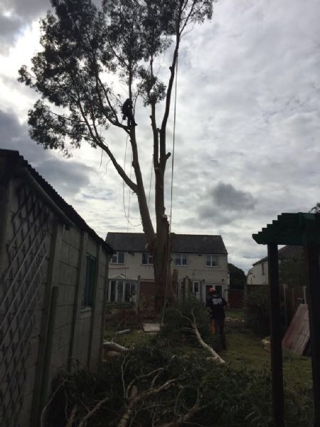 Climber high in a tall tree over a back garden, with a groundworker below
