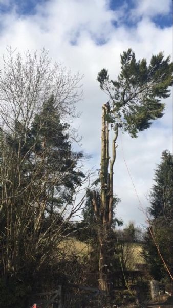 A tall conifer being topped among other trees