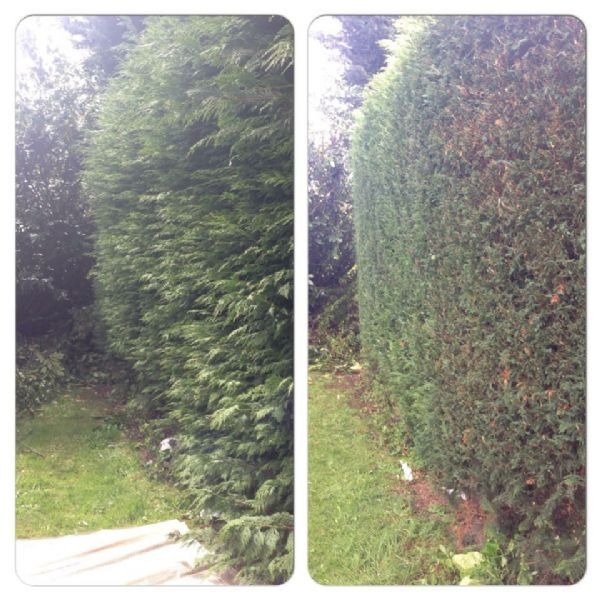A tall conifer hedge before and after trimming, side by side