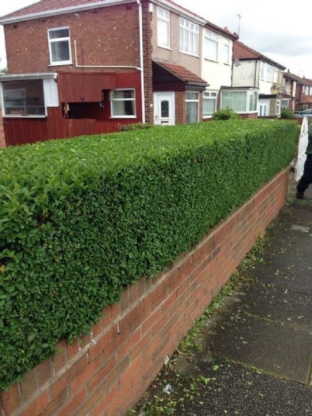 A neatly cut front hedge on a brick wall along a residential street