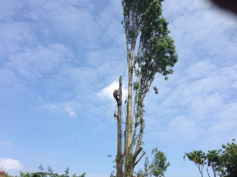 A TreeTops climber high on a tall stem against a blue sky