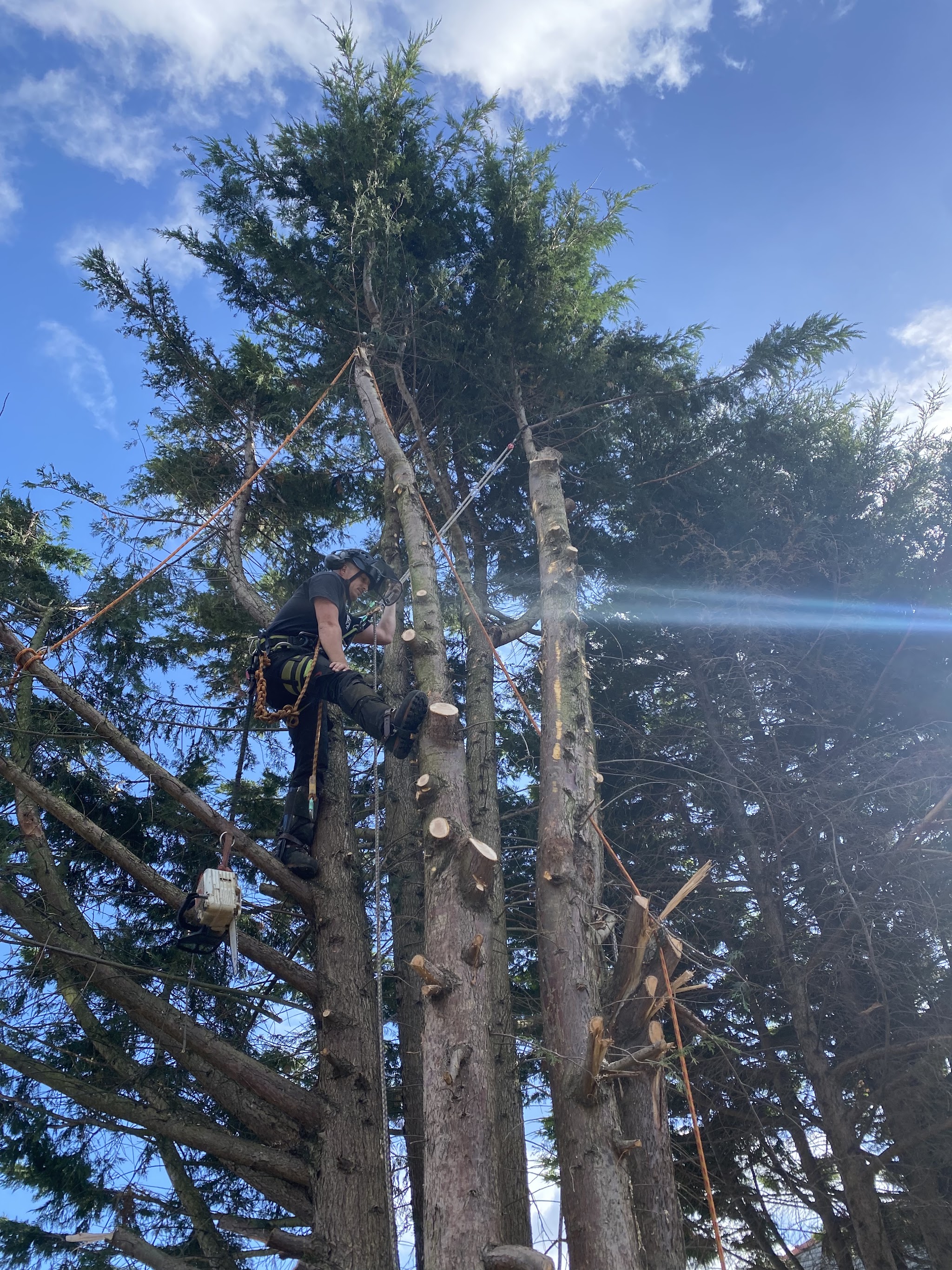 A climber roped into tall conifer stems with a chainsaw, sunlight behind