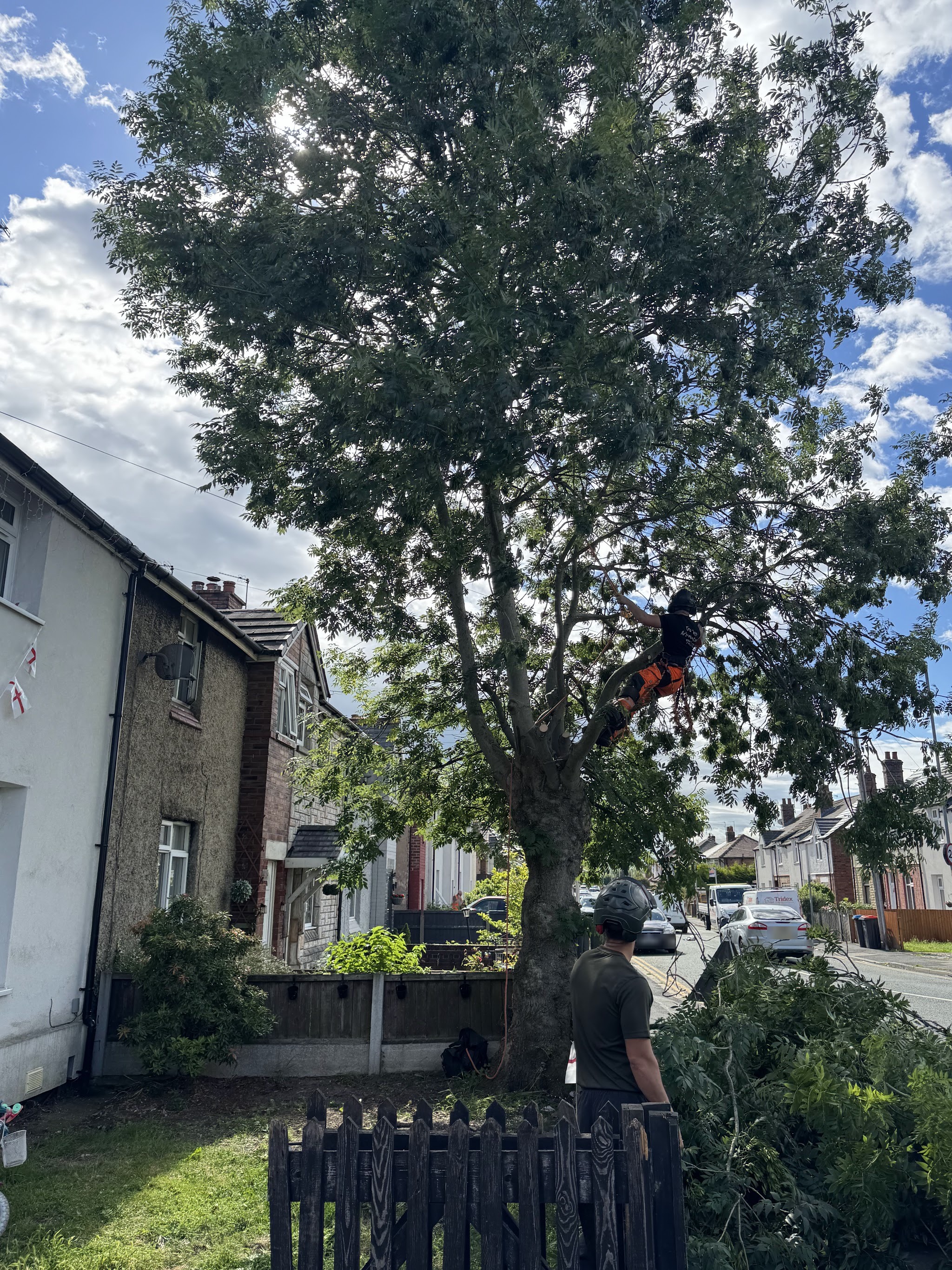 Climber in orange chainsaw trousers pruning a large street-side tree, groundworker below