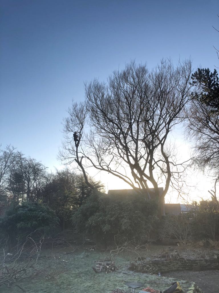 Climber high in a bare tree at sunrise, above frosty cleared ground