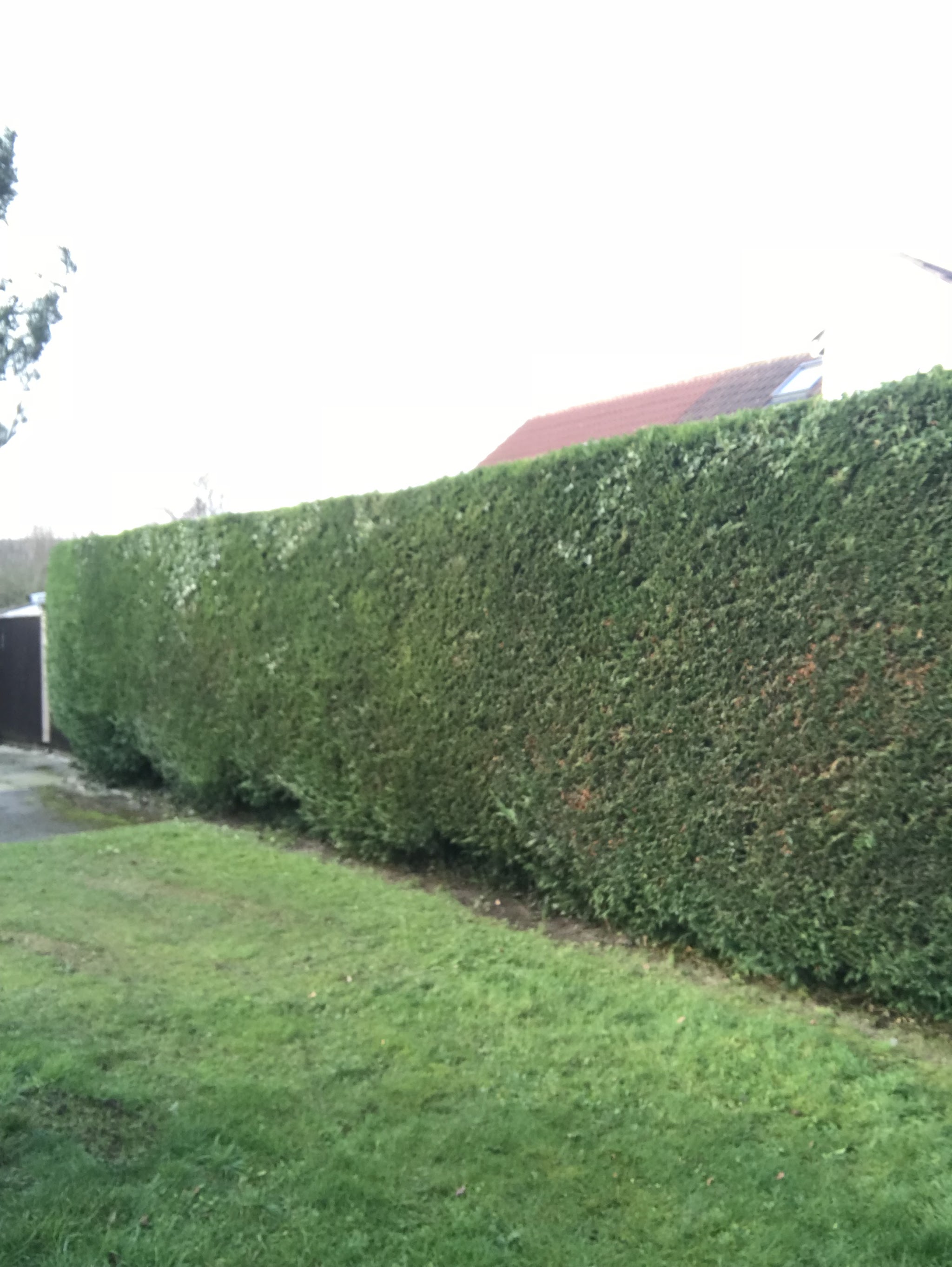 A long, neatly cut conifer hedge beside a lawn
